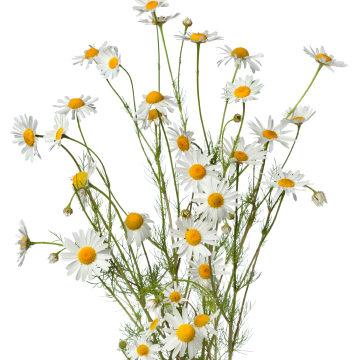 Ingredient Image